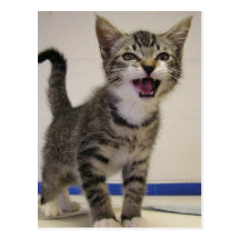 Meow Postcard