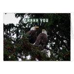 Merci, carte d'Eagles chauve