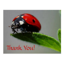 Merci de coccinelle ! carte postale