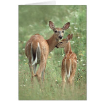 mère et faon Blanc-coupés la queue de cerfs commun Carte De Vœux