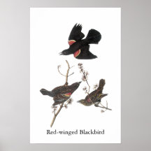Merle à ailes rouges, John Audubon Posters
