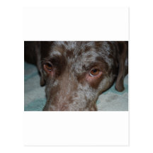 Merle Dog Postcards