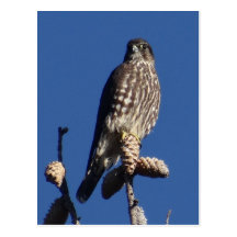 Merlin postcard