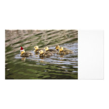 Merry Christmas Baby Geese Photo Card