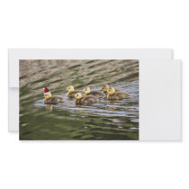 Merry Christmas Baby Geese Photo Card