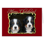 Merry Christmas Bernese mountain dogs card