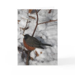 Merry Christmas & Happy New Year!-American Robin Card