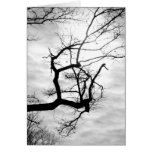 Merry Christmas & Happy New Year-Winter Branch in Cards