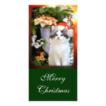 Merry Christmas Kitten Photo Card