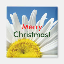Merry Christmas! magnet gifts White Daisy Flower