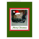 Merry Christmas/Orange Tabby Kitten Cards