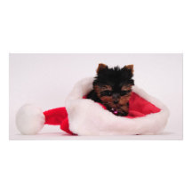 Merry Christmas Picture Card