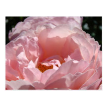 Merry Christmas! postcards Pink Rose Flowers