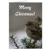 Merry Christmas, Sparrow Cards