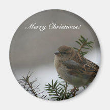 Merry Christmas!  Sparrow! Fridge Magnets