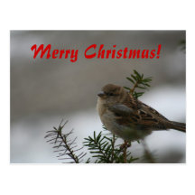 Merry Christmas, Sparrow Postcards
