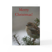 Merry Christmas Sparrow! with Scripture Cards