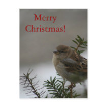 Merry Christmas Sparrow! with Scripture Post Cards