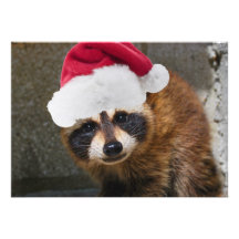 Merry Raccoon Christmas Announcement