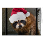 Merry Raccoon Christmas Greeting Cards