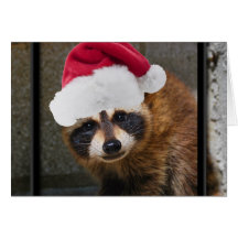 Merry Raccoon Christmas Greeting Cards