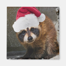 Merry Raccoon Christmas Magnets