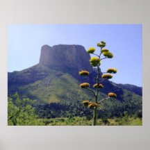 Mesa and flowering  maguey posters