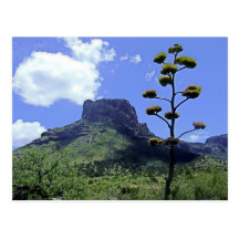 Mesa and Yucca 2 Post Cards