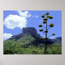 Mesa and Yucca 2 Print