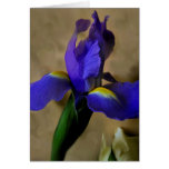 mesmerIrise I cards