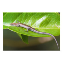 Metallic Cool Skink Niveoscincus Metallicus Photo Print