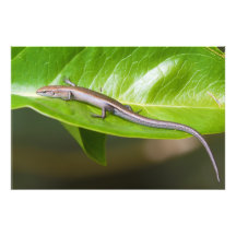 Metallic Cool Skink Niveoscincus Metallicus Photo Print