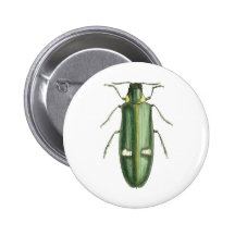 Metallic Wood-Boring Beetle Pins