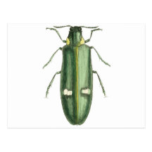 Metallic Wood-Boring Beetle Post Card