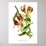 Methonica plantii (Gloriosa superba) posters