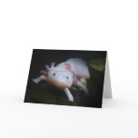 Mexican Axolotl