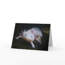 Mexican Axolotl
