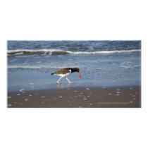 Mexican Bird with Red Beak San Blas Custom Photo Card