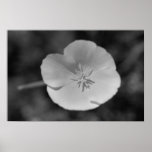 Mexican Goldpoppy Wildflower (b/w) Poster