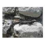 Mexican Iguana Post Card