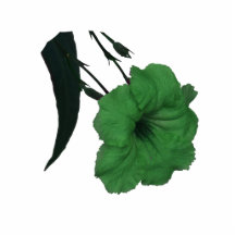 Mexican Petunia green colorized flower Photo Sculptures