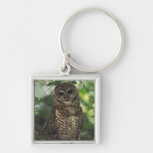 Mexican Spotted Owl On Perch In Gambel Oak Key Chains