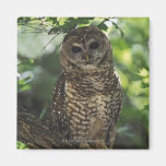 Mexican Spotted Owl On Perch In Gambel Oak Fridge Magnet