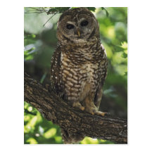 Mexican Spotted Owl On Perch In Gambel Oak Postcards