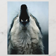 Mexican wolf, endangered species, Sonoran Desert, Flyer