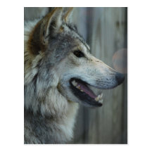 Mexican Wolf Postcard