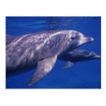 Mexico, Cozumel. Bottlenosed Dolphin, Tursiops 2 Post Cards