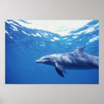 Mexico, Cozumel. Bottlenosed Dolphin, Tursiops 3
