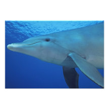 Mexico, Cozumel. Bottlenosed Dolphin, Tursiops 4 Photo