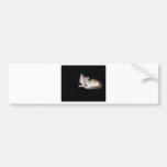 miaou autocollants pour voiture